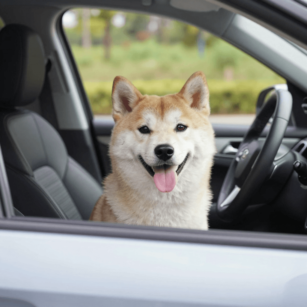운전하는 강아지